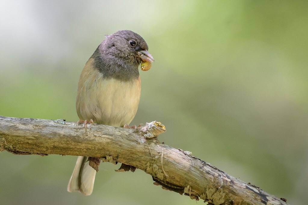 Dark-eyed Junco with larva by Becky Matsubara is licensed under CC BY 2.0